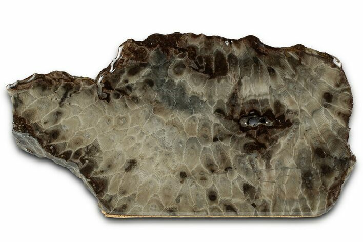 Free-Standing, Petoskey Stone (Fossil Coral) Section - Michigan #356983